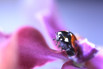 a ladybird