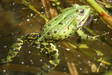A frog