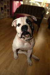 american bulldog