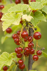 red currant close-up
