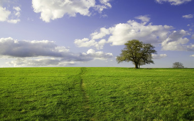 Fototapeta na wymiar Summer landscape - green field lonely tree and the blue sky