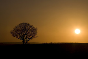 Fototapeta na wymiar Beautiful lonely tree in sunset. Orange and silhouette.