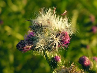 thistle with violet flowers and blow-balls