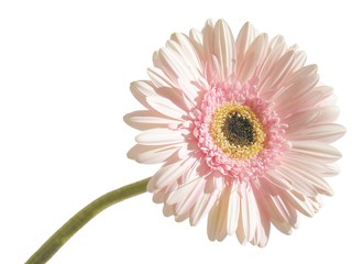pink marigold flower