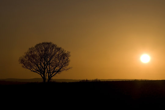 Beautiful lonely tree in sunset. Orange and silhouette.