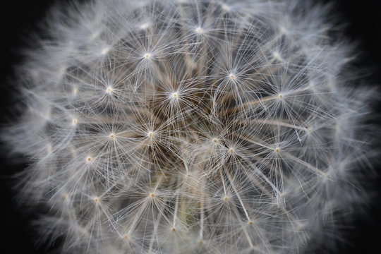 pusteblume