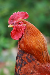 Coq