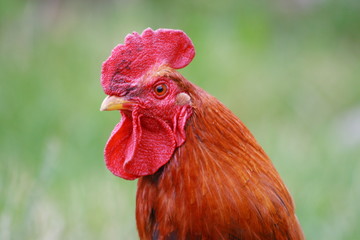 Coq