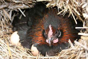 Poule