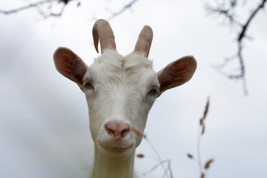 Chevre