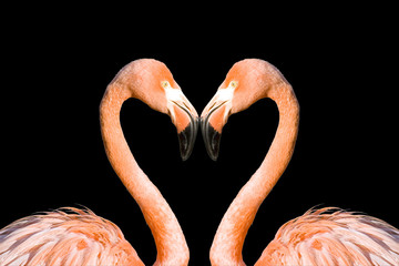Two pink flamingos like heart isolated on black