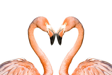 Two pink flamingos like heart isolated on white