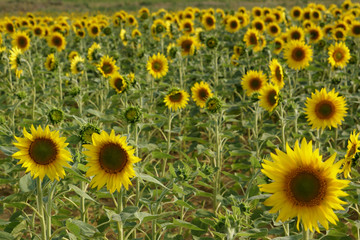 Obraz premium champ de tournesols