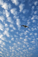 cumulus clouds
