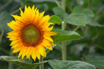 Tournesol