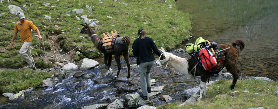 Unterwegs mit Lamas
