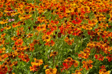 Rabatte Sonnenbräute