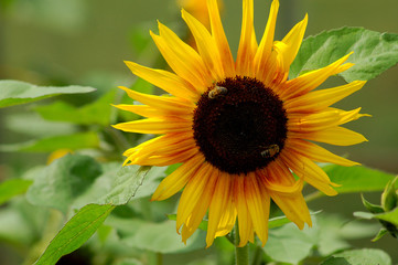 Sonnenblume und Hummeln