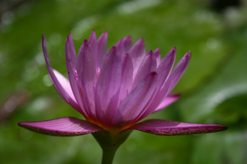 Water Lily