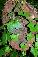 Wild Grapevine