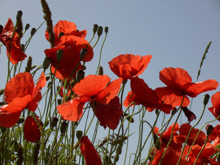 Obraz premium Klatschmohn 13