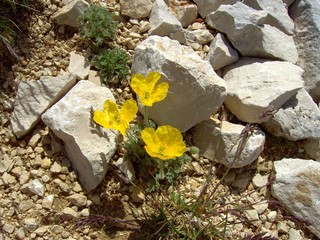 Gelber Mohn 01