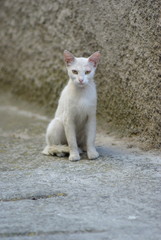 cucciolo di gatto