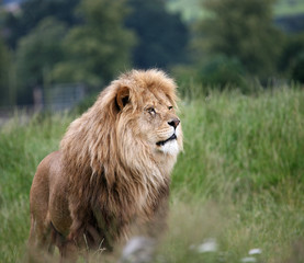 Fototapeta na wymiar Lion On The Lookout