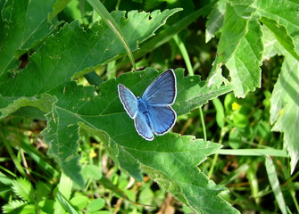 Blue butterfly
