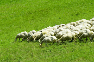 pascolo © fotografiche.eu