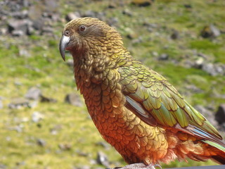 Kea bird