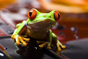 Red eyed tree frog