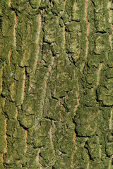 bark of oak tree