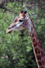 Giraffa cameleopardalis