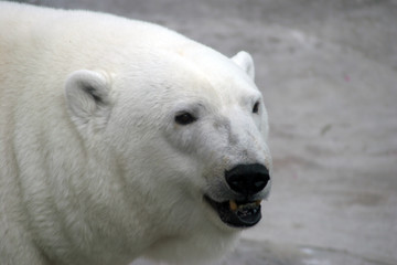 Fototapeta na wymiar Ursus maritimus (Polar Bear)