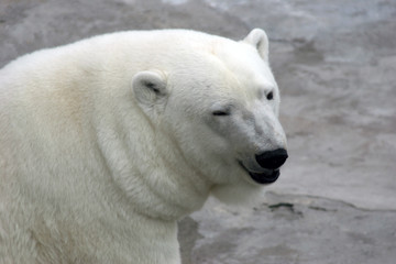 Obraz na płótnie Canvas Mrugając Ursus maritimus (Polar Bear)