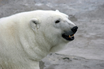 Ursus maritimus (Polar bear)