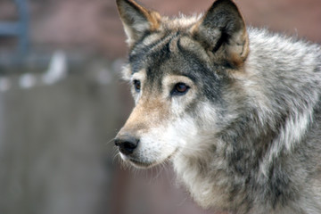 Naklejka na ściany i meble Canis lupus (wilk szary)