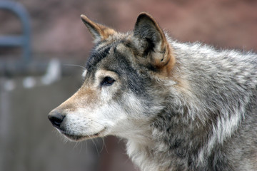 Canis lupus (Grey wolf)