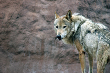 Canis lupus (Grey wolf) looking back