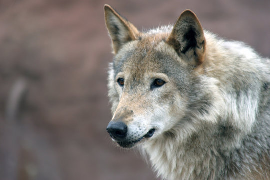 Canis lupus (Grey wolf)