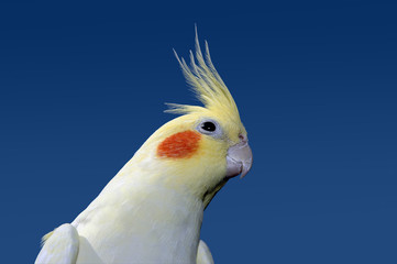 Lutino cockatiel