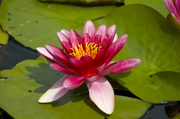 Pink exotic waterlilies blooming in pond