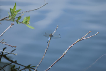 Blue dragonfly