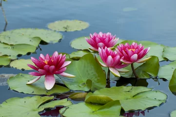 Pink exotic waterlilies blooming in pond