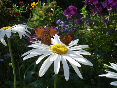 JARDIN FLEURI