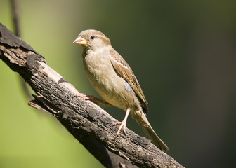 Sparrow on a green background in summer day