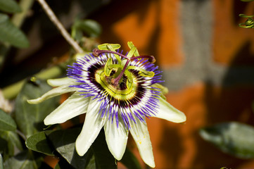 Passion flower