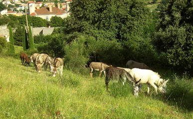 Fototapeta premium Esel 01