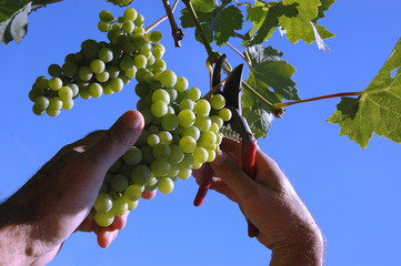 picker picking the grape